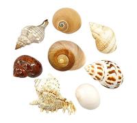 Conchiglie naturali di ricambio, Gusci di ricambio for paguri, conchiglie naturali, decorazioni fai da te for acquari, diverse misure(M)