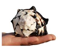 Conchiglie naturali, Grandi conchiglie for la crescita del granchio eremita, perfette for l'arredamento della casa for feste a tema sulla spiaggia(S)