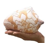 Conchiglie naturali, Grandi conchiglie naturali, enormi conchiglie oceaniche da 12-13 cm, conchiglie jumbo perfette for matrimoni, decorazioni for la casa, collezionisti di conchiglie(12cm)