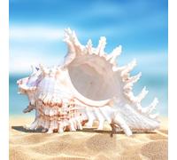 Conchiglie Naturali Grandi, Conchiglie Decorative, Grandi Conchiglie Naturali, Conchiglie Oceano Grandi, Conchiglie per Acquario, Decorazioni di Matrimonio e Casa, Festa a Tema Spiaggia