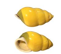 Conchiglie naturali, Gusci di paguro, gusci for paguri, 2 gusci di lumaca, dimensioni di apertura circa 0,78-1,57 pollici Hermit Crab House