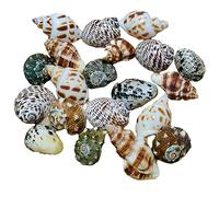 Conchiglie naturali, Hermit Crab Shells Big Medium Small 0.5-5 Cm Various Openning Size Pearl Seashell for Décor(Onecolor)