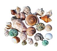 Conchiglie naturali, Hermit Crab Shells Big Medium Small 0.5-5 Cm Various Openning Size Pearl Seashell for Décor(E)