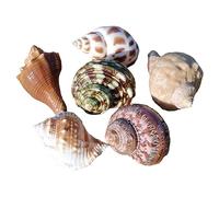 Conchiglie naturali, Hermit Crab Shells Big Medium Small 0.5-5 Cm Various Openning Size Pearl Seashell for Décor(C)