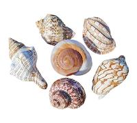 Conchiglie naturali, Hermit Crab Shells Big Medium Small 0.5-5 Cm Various Openning Size Pearl Seashell for Décor(D)
