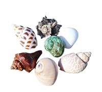 Conchiglie naturali, Hermit Crab Shells Big Medium Small 0.5-5 Cm Various Openning Size Pearl Seashell for Décor(B)