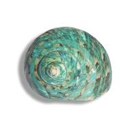 conchiglie， Varie dimensioni for decorazioni for matrimoni, feste a tema spiaggia, for la casa, artigianato fai da te, acquari e collezionisti di conchiglie(8~9cm)