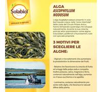 Concime universale biologico Algasan Solabiol 1 l