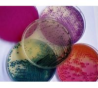 Conda Laboratori 777100 milieu liquido thioglycollate (Confezione da 20)