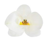 Conf. 10 Orchidee in Cialda Decorazioni Commestibili per Torte, Bianco