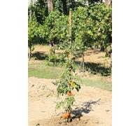 Confezione 9 Pezzi Palo Tutore Quadrato con Punta 2,5x2,5x210 cm in Legno di Pino Impregnato Color Castagno