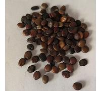 Confezione da 20 semi di Lunaria Annuas altamente germinabili e pianzioni vitali di fiori ornamentali altamente germogliati per il giardino, per la semina in letti e giardini del prato Seme Taglia un