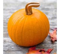 Confezione da 50 semi, Piccolo Sugar Pie semi di zucca (Cucurbita Pepo) Seeds ONLY