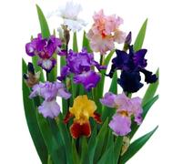 Confezione mista di Iris multicolore - 10 rizomi, fiorisce in primavera e in autunno, preferisce il pieno sole, facile da curare-10 PCS