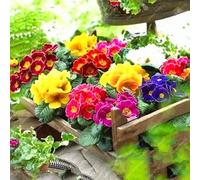 Confezione originale 30pcs / bag semi primula, primula primula, semi di fiori bonsai, professionale pianta in vaso semi di confezioni per il giardino di casa