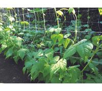 Confine RETE PER ORTAGGI BIANCA mt. 1,2x50