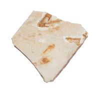CONGARTENO 1pezzi Fossili Di Pesci Modello Di Simulazione Ornamento Da Scrivania Giocattolo Educativo Ornamento Forma Di Pesce Esemplare Di Pesce Fossile Per Ricerca e Collezione Di Materiale