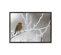 ConKrea Quadro su Tela Canvas INTELAIATO - con Cornice - Uccello Pettirosso - Paesaggio Innevato - Neve - 50x70cm - Stile Moderno Nero - (cod.1097)