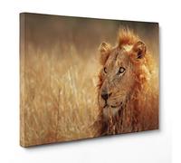 ConKrea QUADRO SU TELA CANVAS - INTELAIATO - PRONTO DA APPENDERE - Leone - Kruger National Park - Sud Africa - 100x152cm - Senza Cornice - (cod.3301)