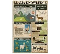 Conoscenza dei lama 1 Scopri di più sull'alpaca Infografica Cartelli in metallo e latta Poster sulla conoscenza degli alpaca Enciclopedia degli animali Targhe Ufficio artistico Den Club Decoraz