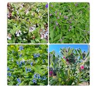 consolida maggiore - arredamento del soggiorno, giardino decorazioni giardino per esterni balcone per zone soleggiate semi di come bomboniera semi biologici di 600semi
