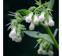 consolida maggiore giardino interni semi balcone giardino perenni resistenti all'inverno selvaggi semi selvaggi, autunno cucina medicinali 100pcs