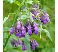 consolida - Symphytum officinale decorazione tetti verdi estivi giardino semi di selvatici resistenti, al pieno sole 200pcs