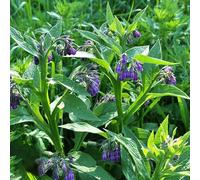 consolida - Symphytum officinale d'estate semi da balcone semi da giardino interni perenni resistenti per coprire il suolo interno 60pz