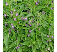 consolida - Symphytum officinale giardino balcone parterre acquistare semi giardino 600pcs