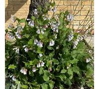 consolida - Symphytum officinale giardino interni semi giardino perenni resistenti all'inverno interni selvaggi selvaggi balcone 50pcs