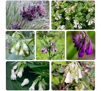 consolida - Symphytum officinale jardín primavera semi selvaggio selvaggio semi tagliati giardino interno comprare Cobertura 50pcs