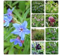 consolida - Symphytum officinale jardin Semi di perenne resistenti per coprire il suolo decorazione giardino interni letto elevato 130pcs