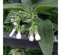 consolida - Symphytum officinale letto elevato da giardino Semi di perenne resistenti per coprire il suolo giardino selvatico balcone decorazione 100pcs