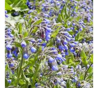 consolida - Symphytum officinale riverdimento tetti decorazione Semi di perenne resistenti per coprire il suolo 300pcs
