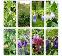 consolida - Symphytum officinale selvatici balcone semi selvatici balcone, 85pcs