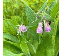 consolida - Symphytum officinale selvatici di balcone giardino perenni resistenti all'inverno semi selvatici, autunno cucina giardino semi interni 400pcs