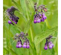 consolida - Symphytum officinale selvatici primavera estate acquistare semi giardino semi selvatici balcone trepadora 85pcs