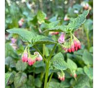 consolida - Symphytum officinale semi selvatici Semi di perenne resistenti per coprire il suolo interno giardino 400pcs