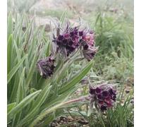 consolida - Symphytum officinale tagliate scalapante reale selvaggio balcone semi di selvaggio giardino estate decorazione 300pcs