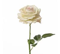 Conti Ramo Rosa H 75 Cm Cream Pink