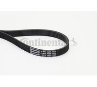 CONTINENTAL CTAM 6PK1555 Cinghia Poly-V per AUDI,BMW,CHEVROLET,FORD,OPEL,RENAULT
