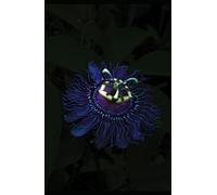 Conversations Before The End