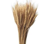 CoolCrafts 100 Steli Spighe di Grano Naturali Fiori Secchi per Decorazione