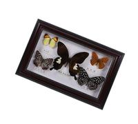 COOPHYA Cornice per Foto in Legno Farfalle Incorniciate, Esemplari di Farfalle Conservate Autentiche, Decorazioni la Casa Artistiche e Raffinate, per Ufficio e Ambienti Domestici
