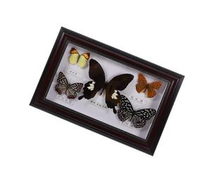 COOPHYA Cornice per Foto in Legno Farfalle Incorniciate, Esemplari di Farfalle Conservate Autentiche, Decorazioni la Casa Artistiche e Raffinate, per Ufficio e Ambienti Domestici