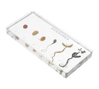 COOPHYA Esemplare Didattico di Germinazione delle Arachidi, Modello Biologico Realistico del Processo di Crescita, Strumento Educativo per Lezioni di Biologia e Esposizioni Scientifiche