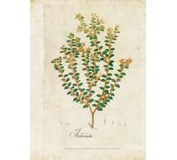 Coordonne Carta da parati panoramica Botanical Drawing - 6500503