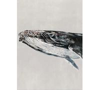 Coordonne Carta da parati panoramica Humpback Whale - Grey