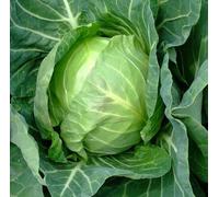 COPENHAGEN MARKET CABBAGE SEEDS * 150 COUNT PKT Seeds ONLY