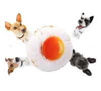 Coperta in peluche di microfibra di poliestere, coccole stagionali per animali domestici e padroni, accogliente decorazione per la casa, reg